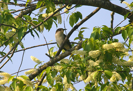 Black-billed Cuckoo by Simon Thompson